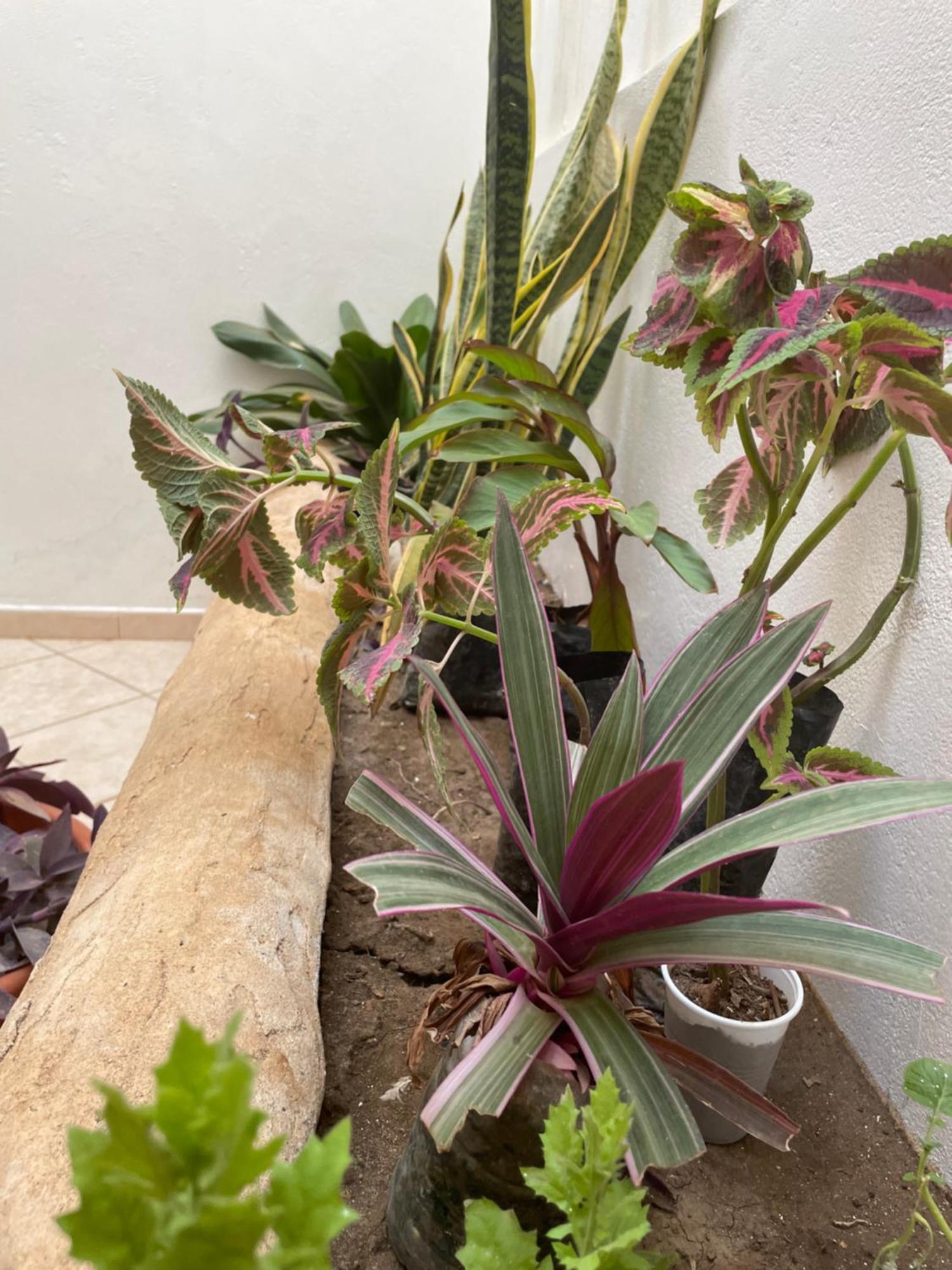 Apartmán Casa Carlotta Maio Cidade do Maio Exteriér fotografie